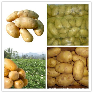 Good Quality Fresh Potato for Sales